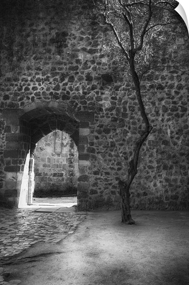 Old Olive Tree in At George's Castle, Lisbon, Portugal