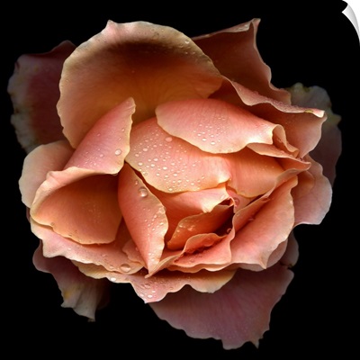 Salmon rose