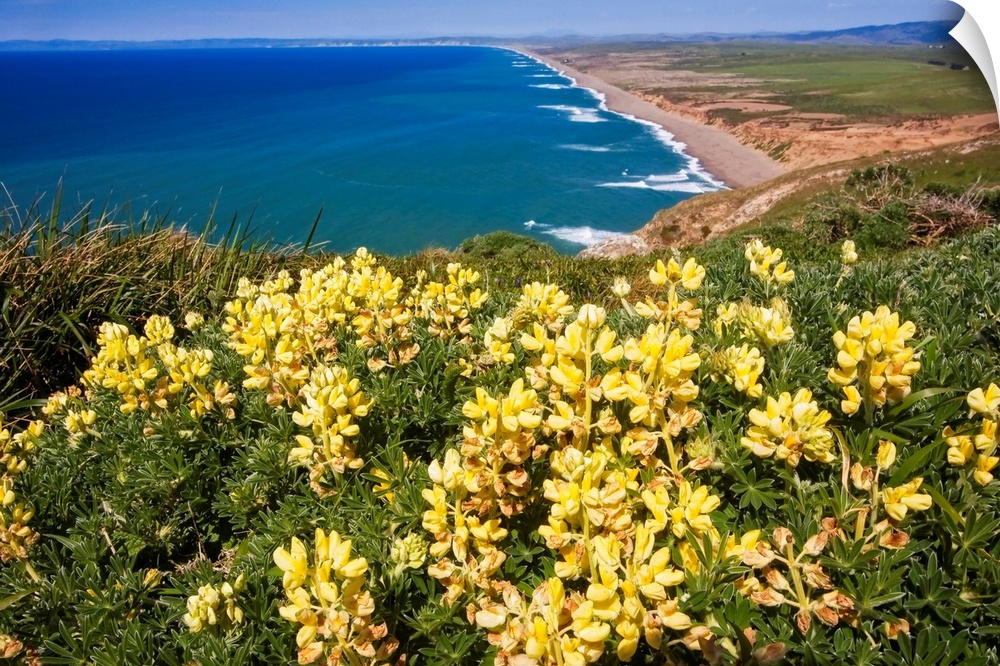Scenic view of a shoreline with Yellow Wildflowers, Point Reyes National Seashore, California