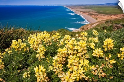 Scenic view of a shoreline with Yellow Wildflowers, Point Reyes