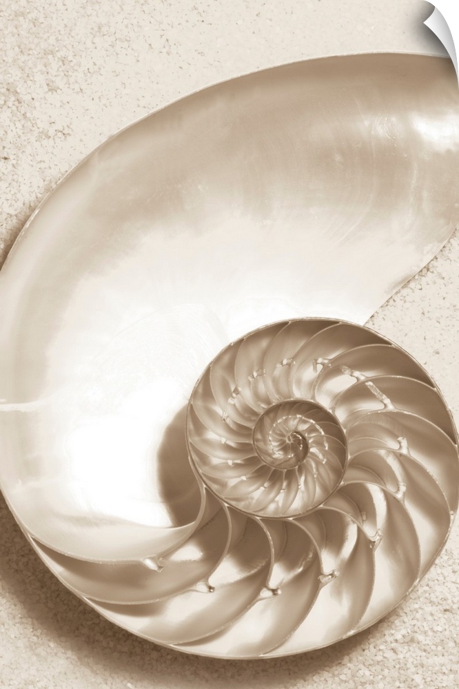 Sepia toned image of the inside of a sea shell with it's twisting compartments and sand.