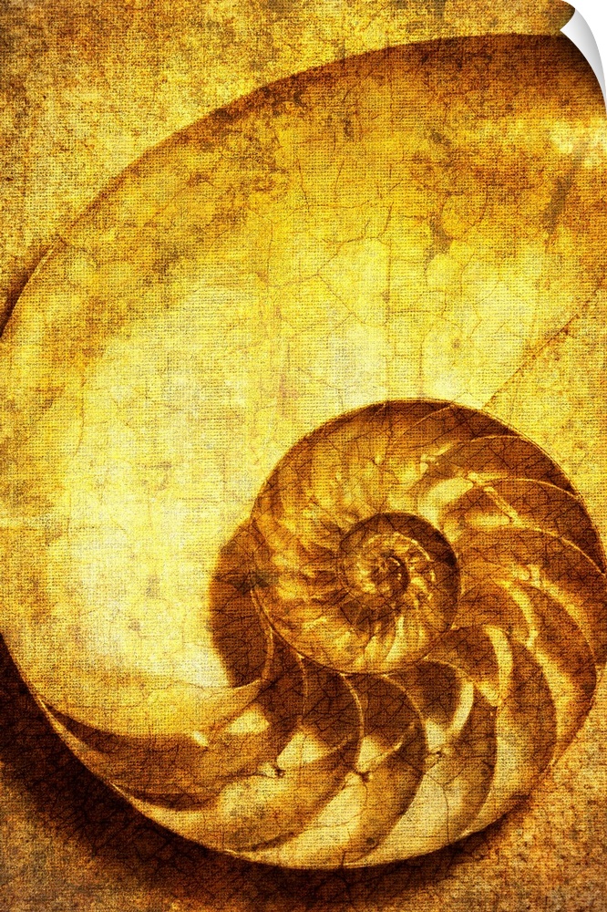 A contemporary close-up of a nautilus shell rendered in textured pure gold effect.