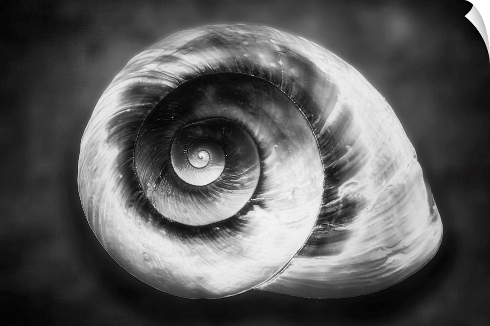 Gastropod Helix in Black and White