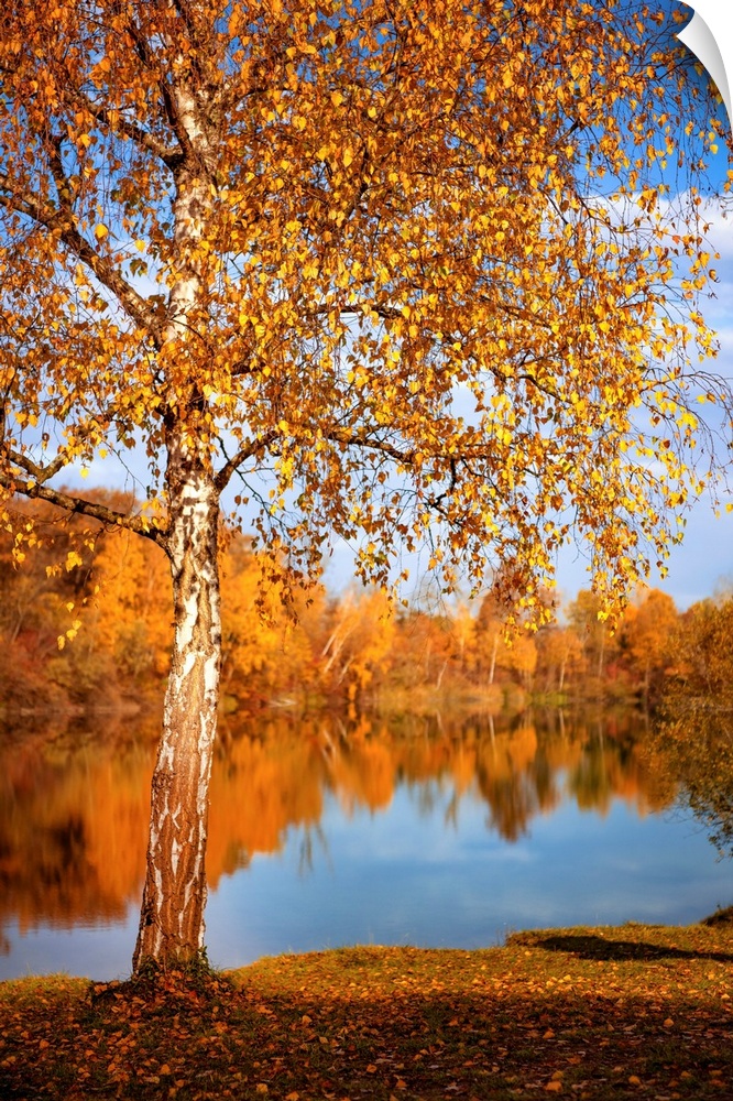 Fall landscape with a pond surrounded by trees