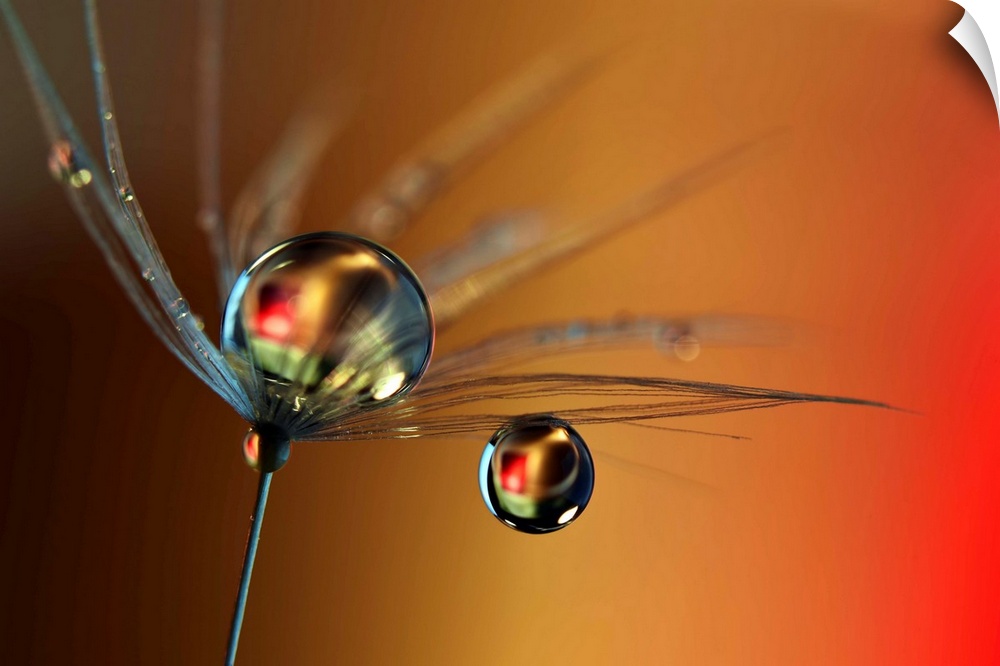 Water drops on a single seed from a dandelion.
