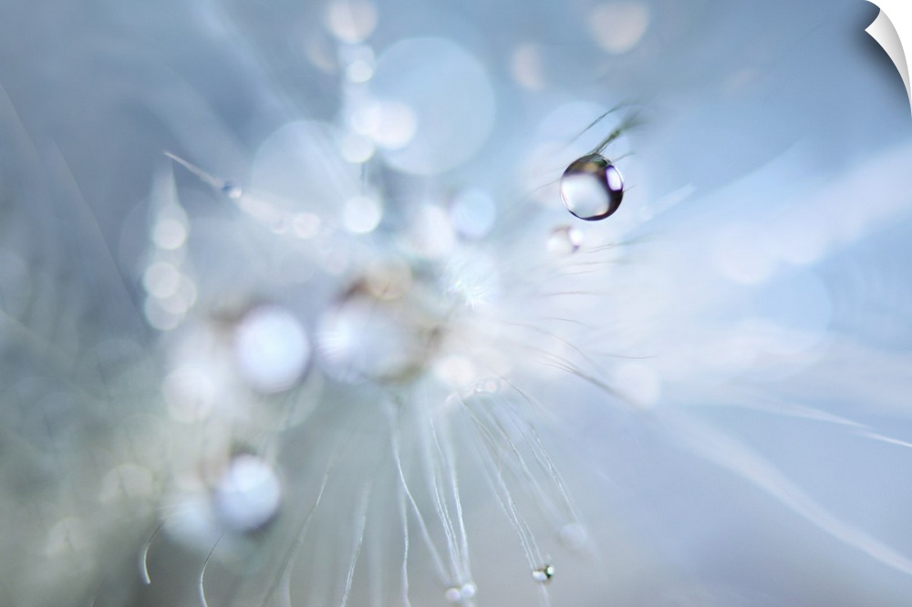 Macro image of a dew drop on white dandelion seeds.