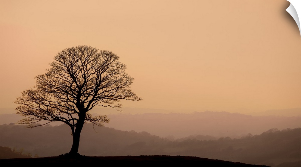 A photograph of a silhouetted bare branched tree standing lone against a hazy landscape background.