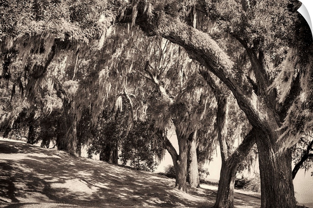 Sepia-toned fine art photo of a row of large trees with Spanish moss.