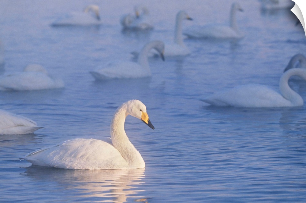 Whooper swans are found in the Eastern Hemisphere. Swans pair for life and can live for up to 35 years in the wild.