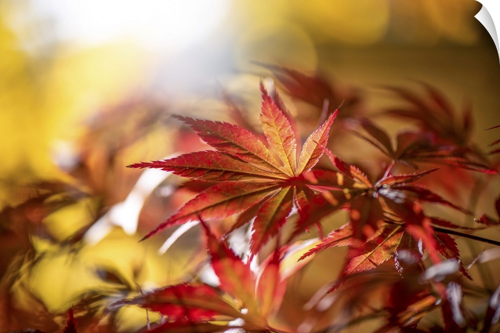 Maple leaves bathed in sunlight.
