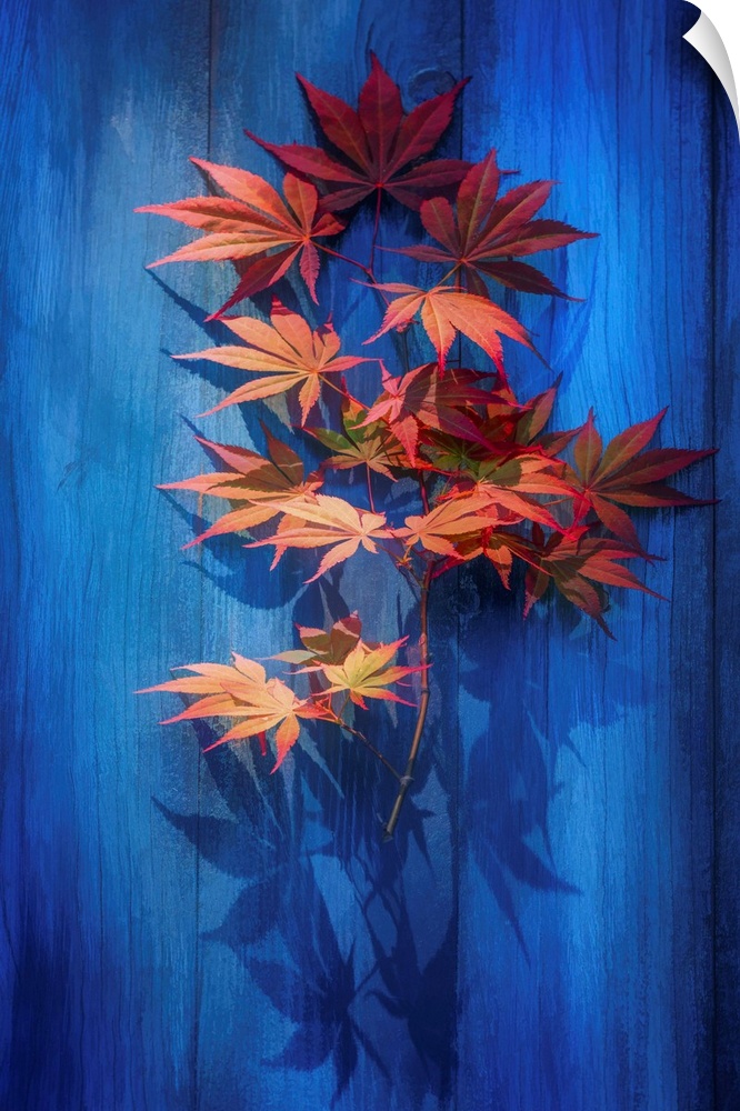 Photograph of green and red Japanese maple leaves casting shadows on a bright blue piece of wood.