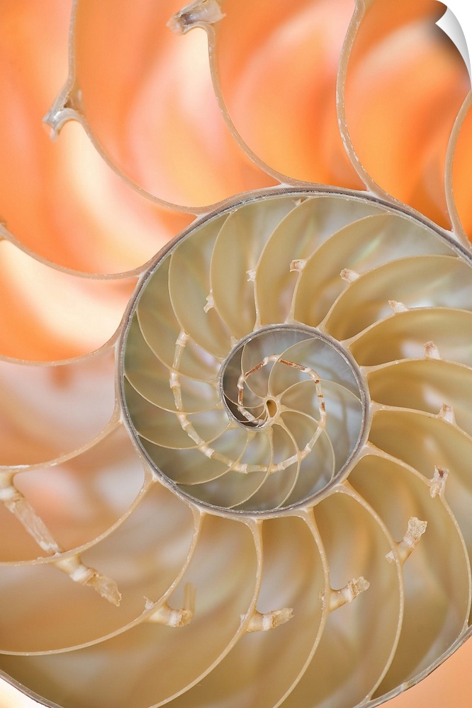 A contemporary close-up of a nautilus shell rendered in glowing neutral tones.
