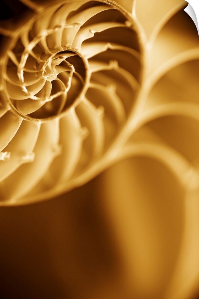A contemporary close-up of a nautilus shell rendered in sepia tones.