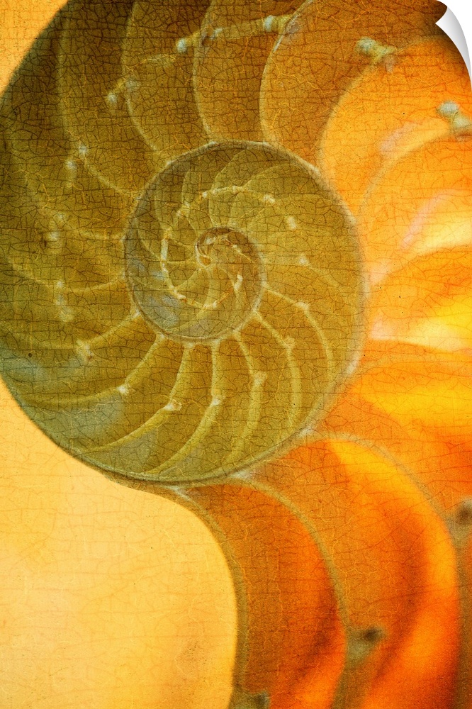 A contemporary close-up of a nautilus shell rendered in textured vintage glowing gold effect.
