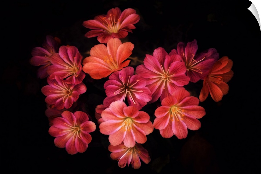 A photograph of colorful flowers against a black background.
