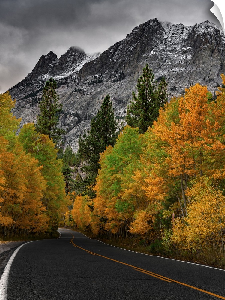 A curving blacktop framed with a blaze of Autumn trees takes the eye into beautiful snow capped Sierra Mountains under low...