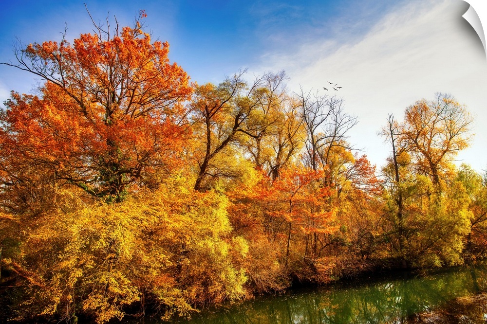 Colorful trees in autumn along a pond