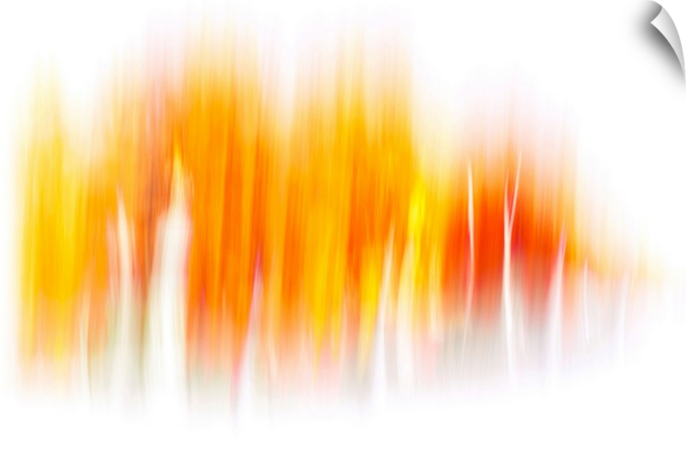 Abstract photography - the image was made using the ICM (Intentional Camera Movement) technique. A row of trees in Fall, p...