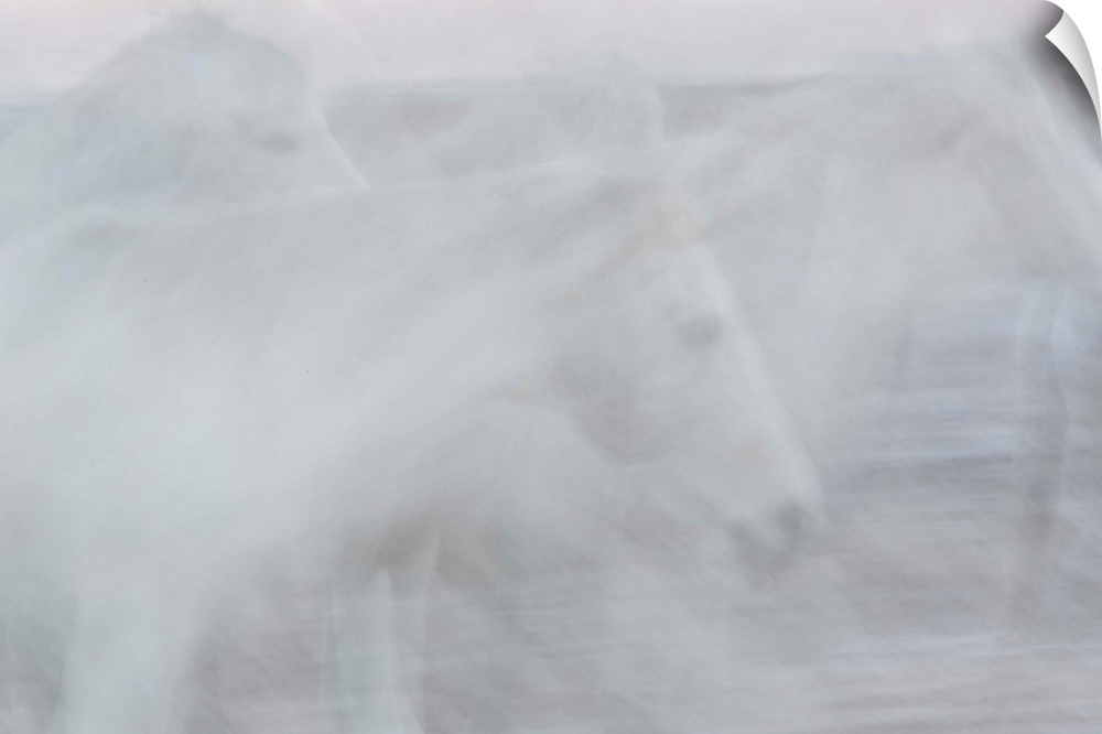 A soft impressionistic image in a dreamy blurred style of some running white horses.