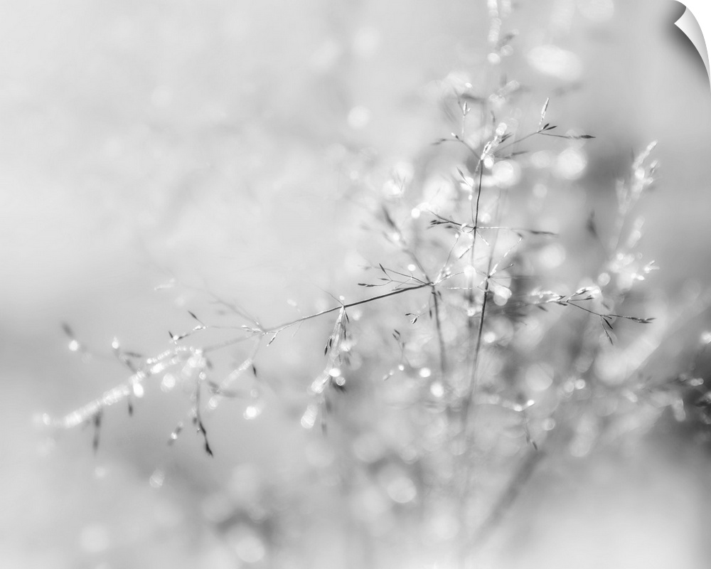 A black and white macro photograph of thin floral stalks.
