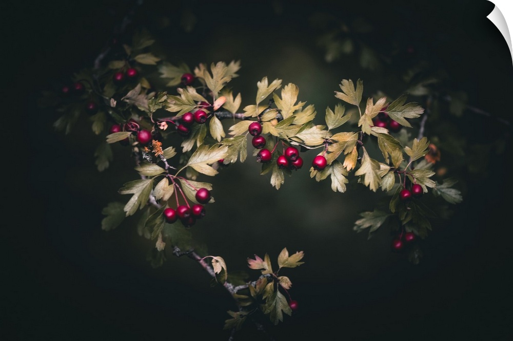 Wild berries on a dark background