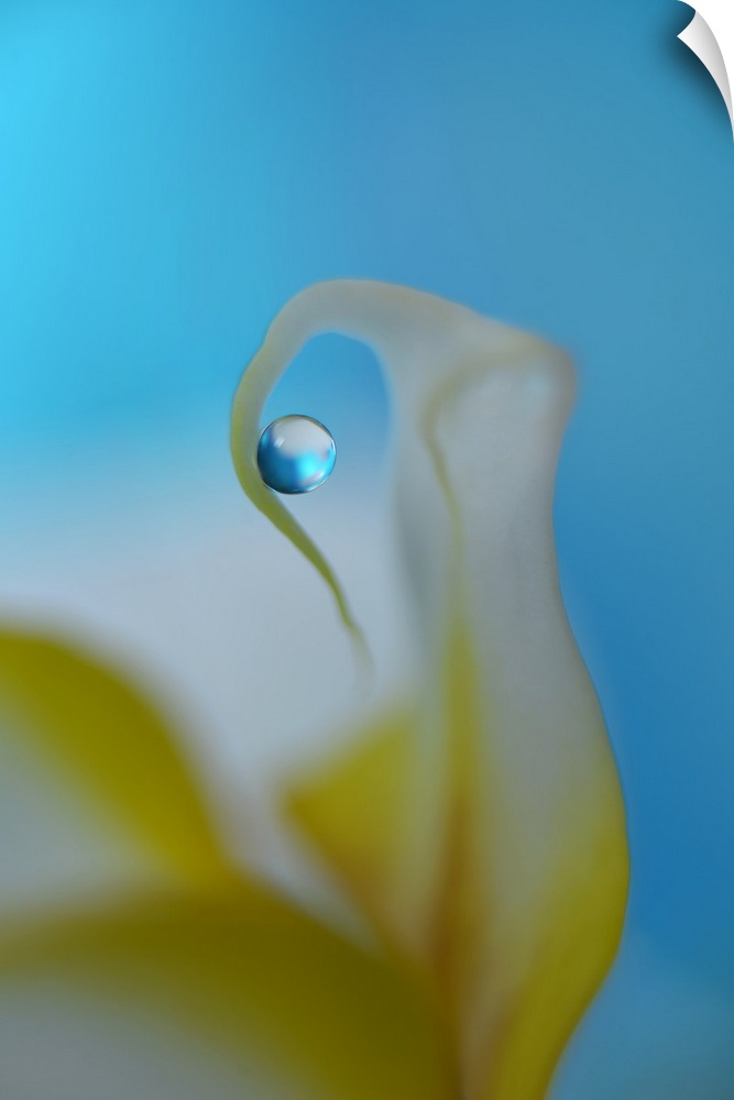 A macro photograph of a yellow and white flower with a focus on a water droplet hanging from one of the petals.