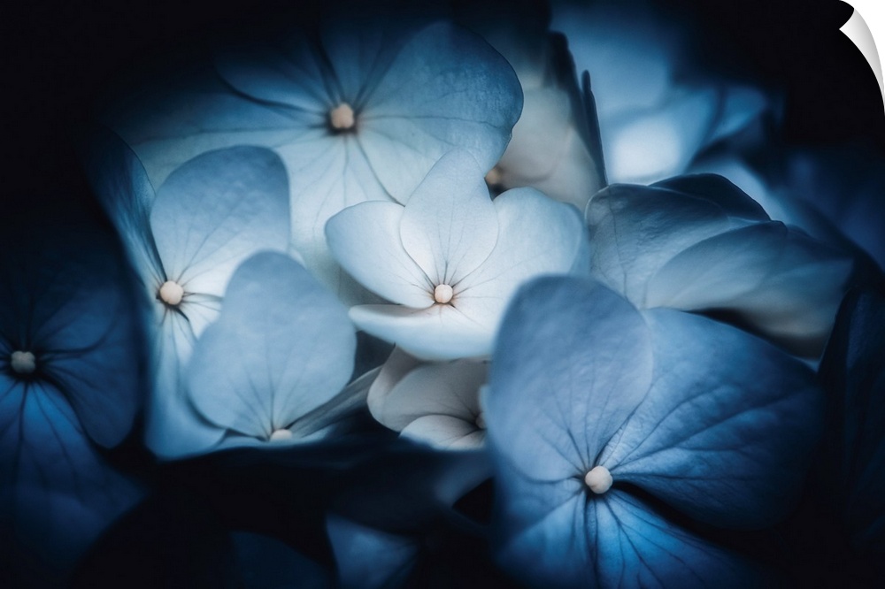 Soft light on blue Hydrangeas