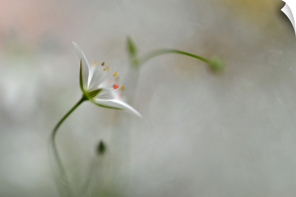 A small white flower with a blurred grey background.