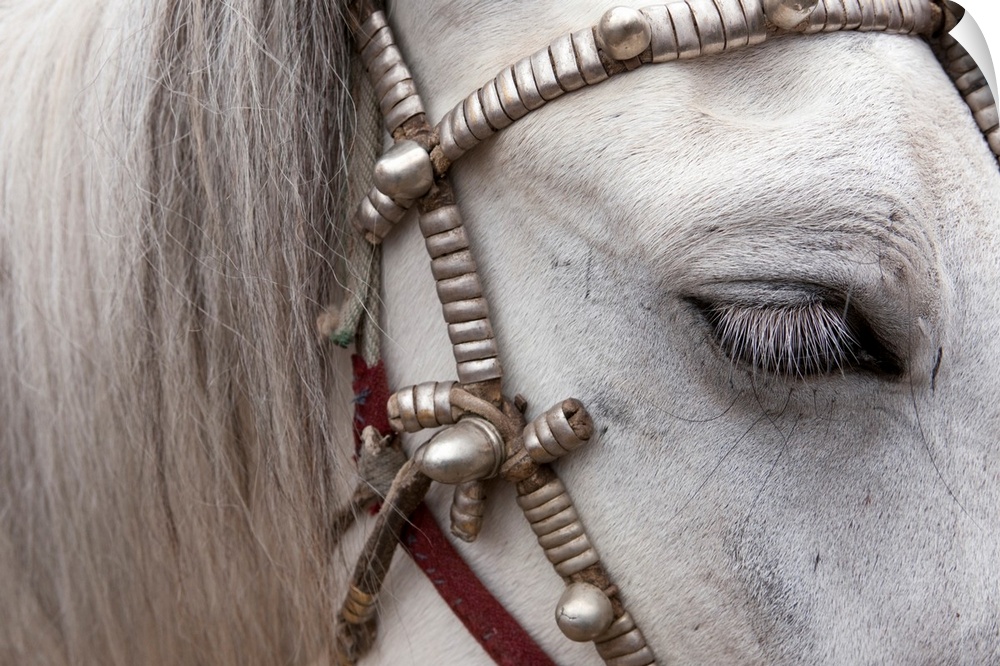 The mane and side of a horses face are photographed closely as it wears a decorative harness.