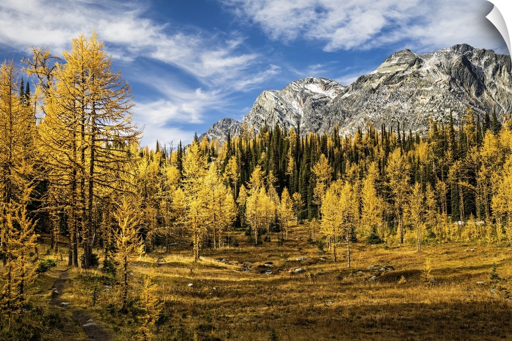 Golden larches everywhere in a high mountain meadow.