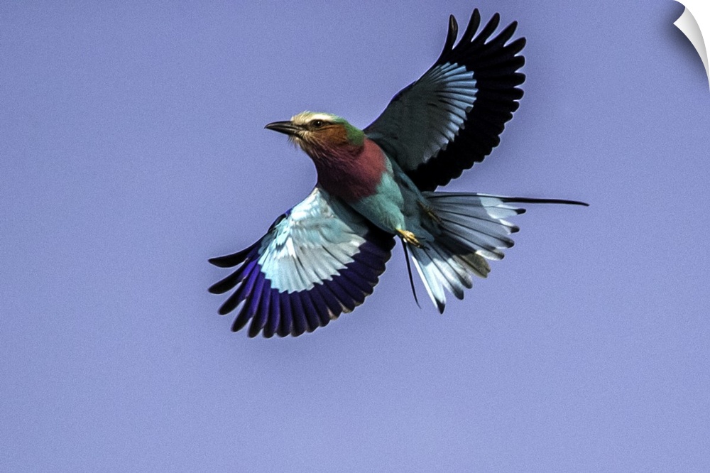 A Lilac-breasted Roller flying in the air with a blue sky above.