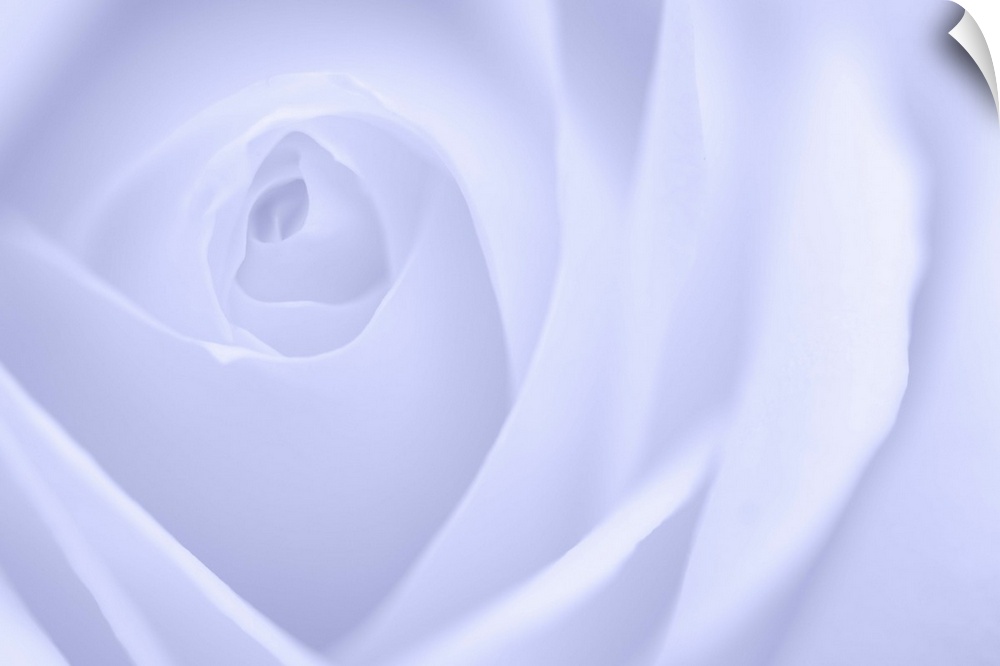 A contemporary close-up of a rose bud opening filling the frame toned in cool purplish white.