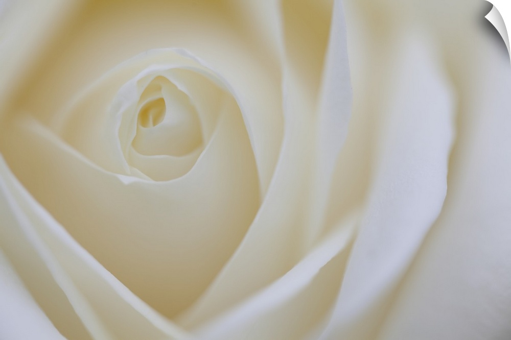 A contemporary close-up of a rose bud opening filling the frame toned in cool pale white.