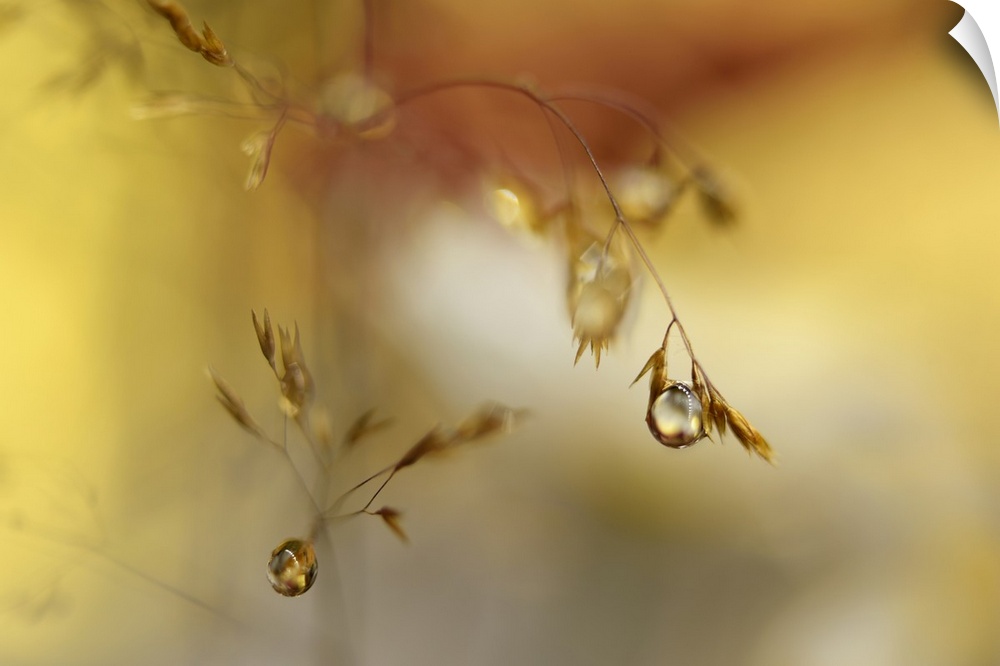 Photo of a straw with waterdrops.