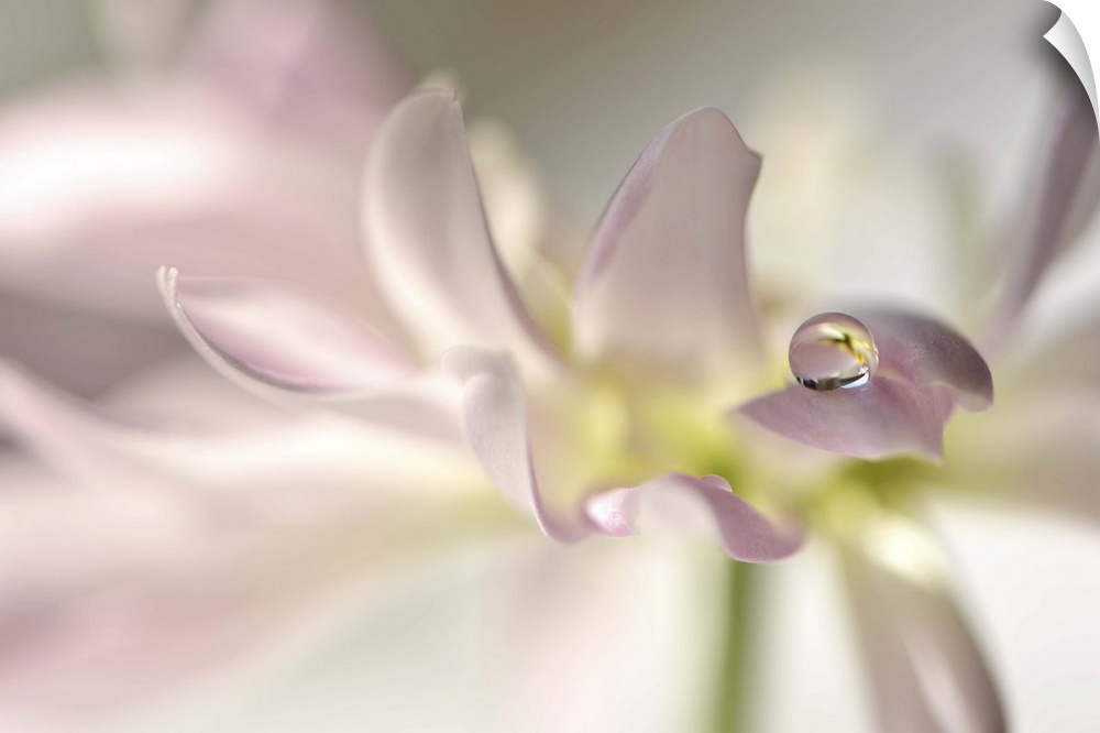A macro photograph of a water droplet sitting on the end of a soft pink flower petal.