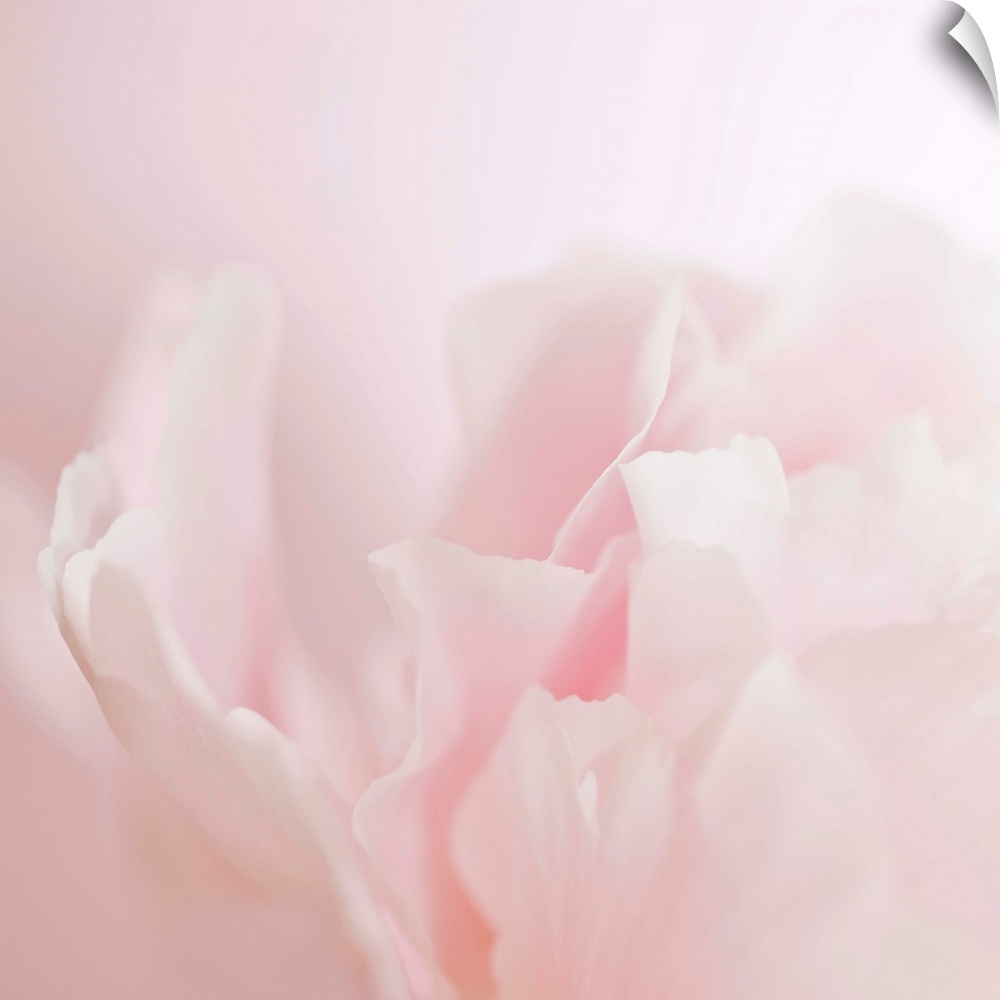 Soft pastel photograph of a flower with delicate petals, subtly blending into the pale background.