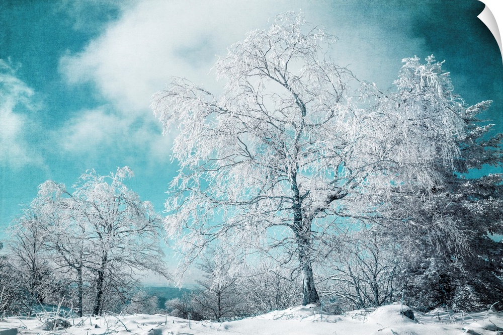 Frozen trees against blue sky