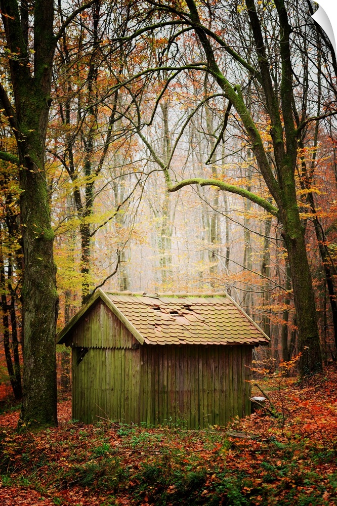 Wooden hut in a forest