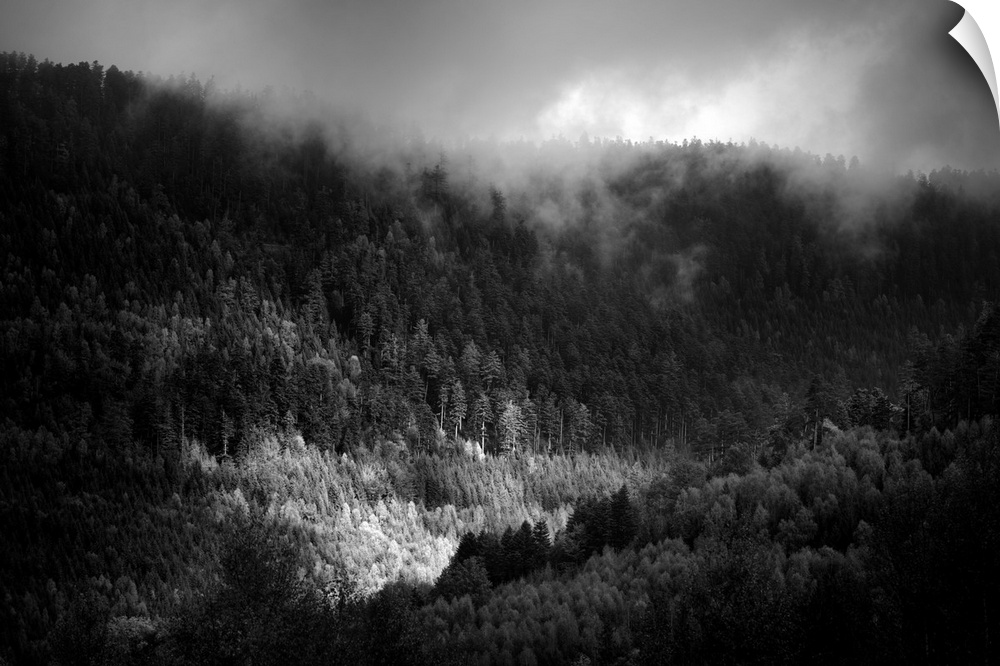 Black and white photograph of tree-filled rolling hills with low baring clouds covering the top.