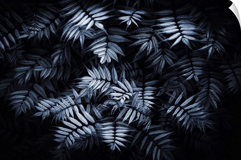 Leaves of sorbaria on a black background