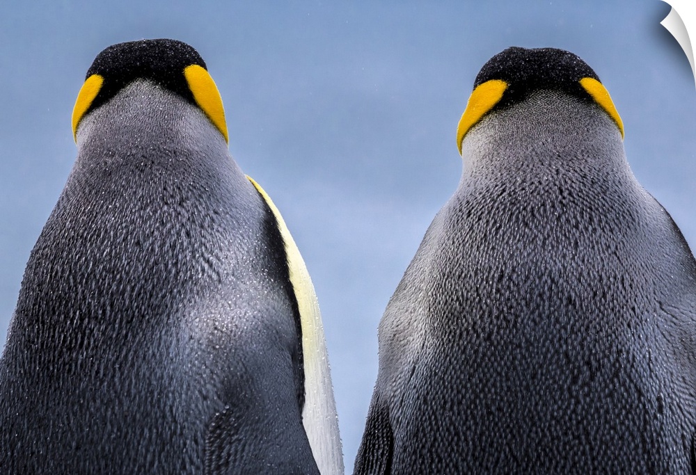South Georgia Island (British Overseas Territory), King penguin (Aptenodytes patagonicus)