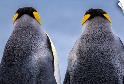 South Georgia Island, King Penguin