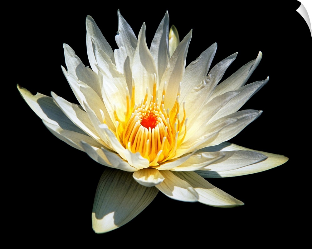White Glowing Water Lily