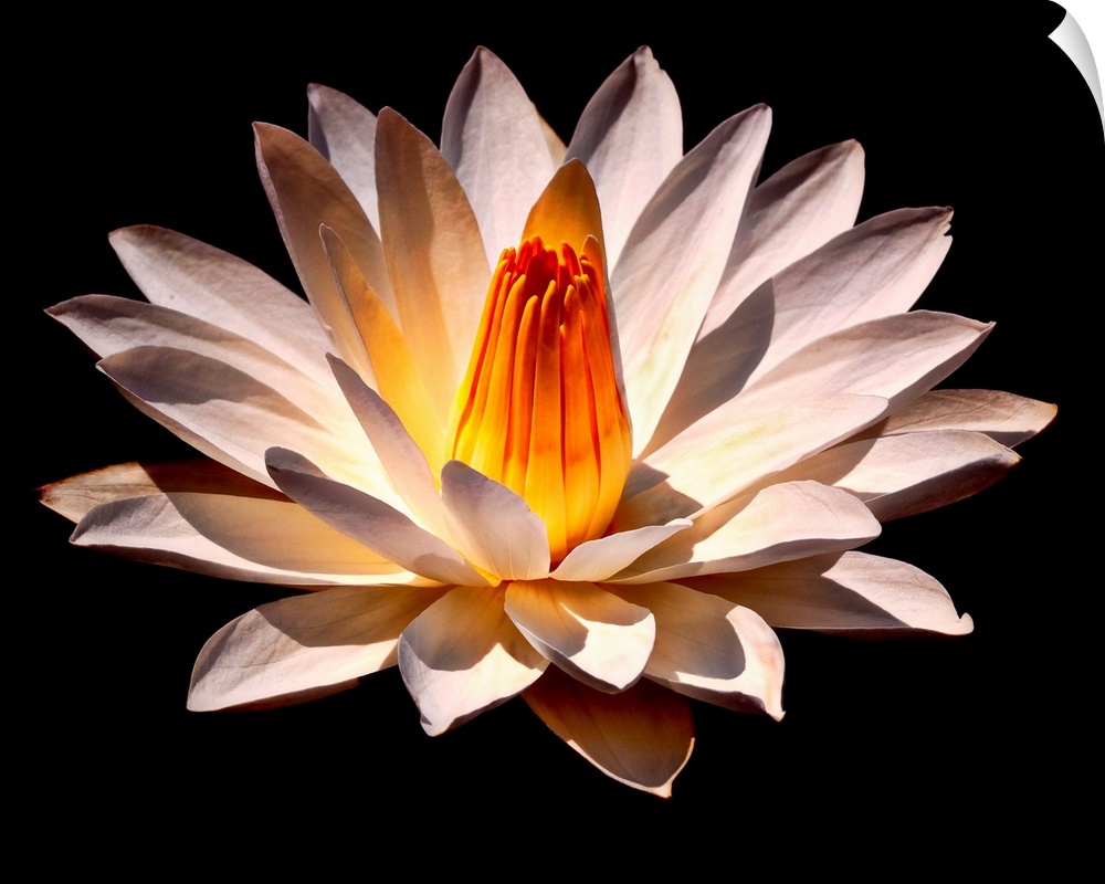 A large white flower with a warm colored stamen is pictured against a black background so that it stands out.