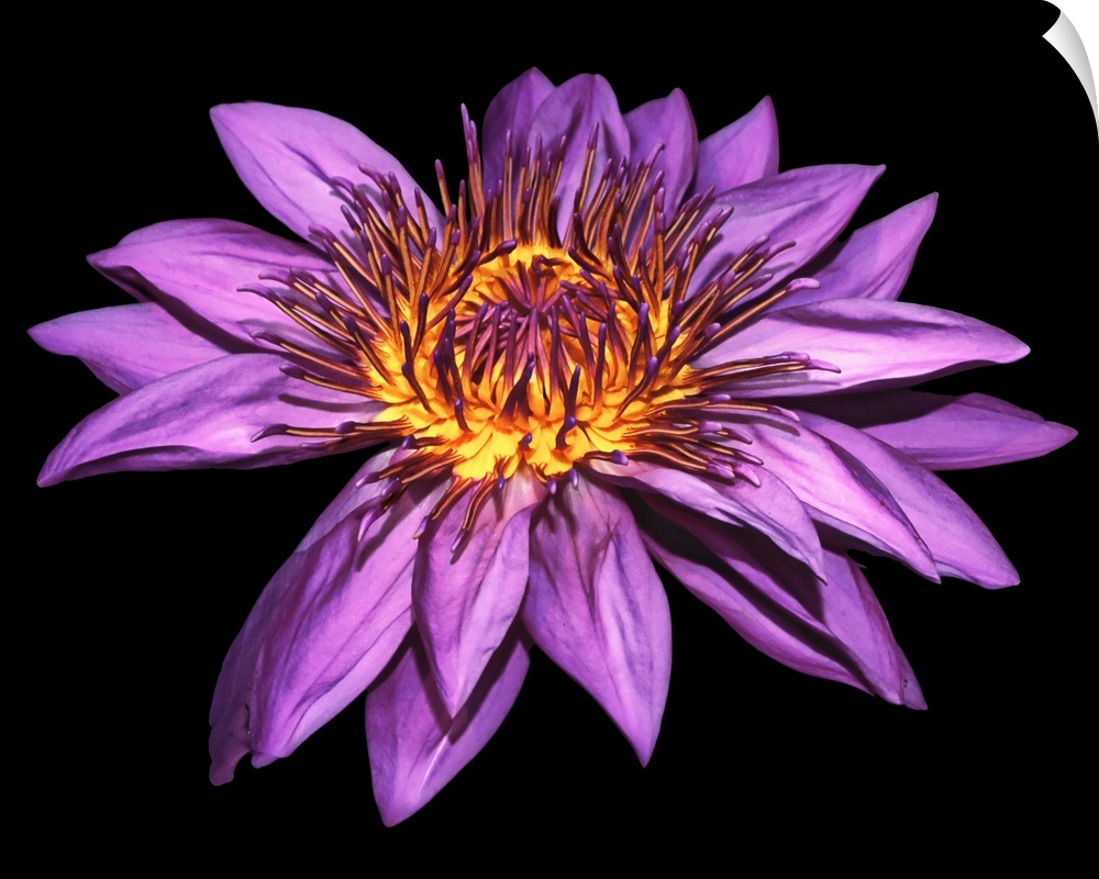 Photograph of a large blooming purple water lily on a dark solid background.