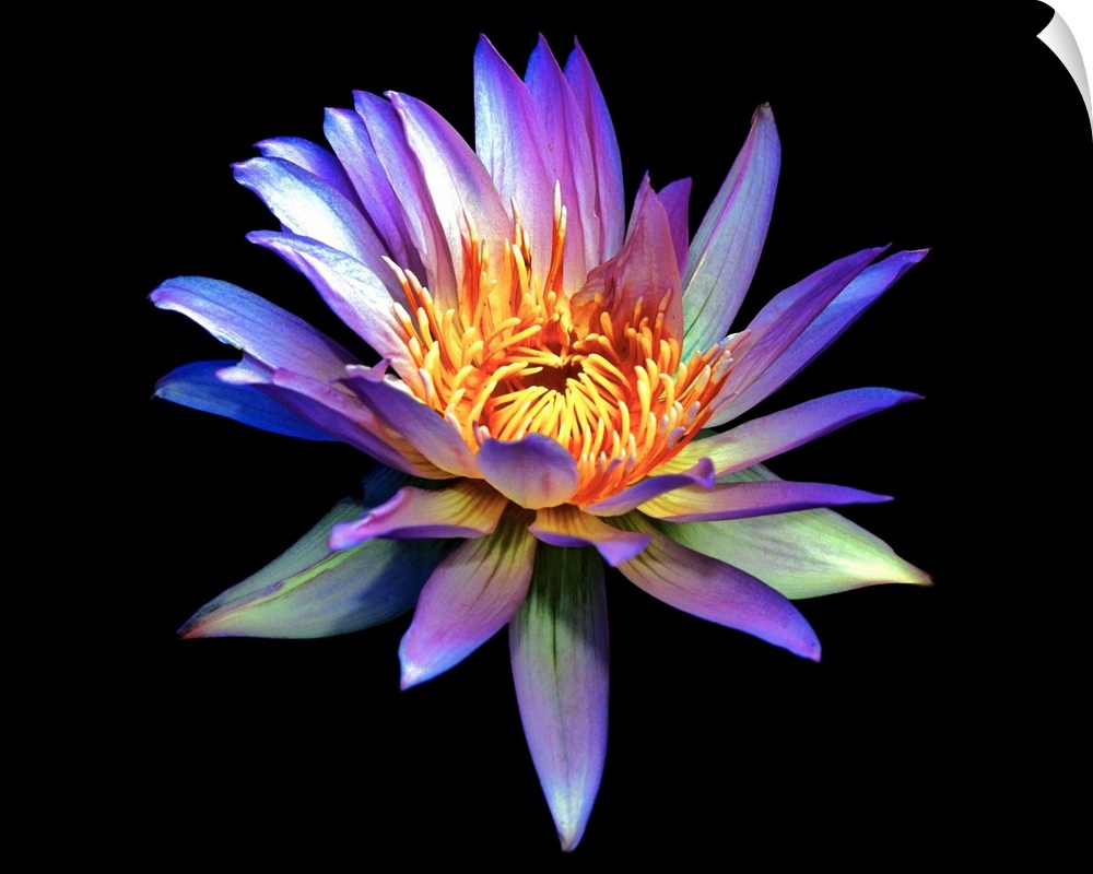 Up close photograph of blossoming water lily in high saturation against a dark background.