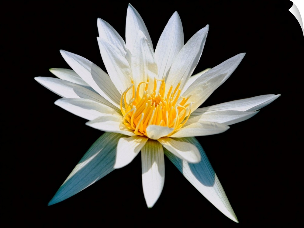 Elegant White Water Lily