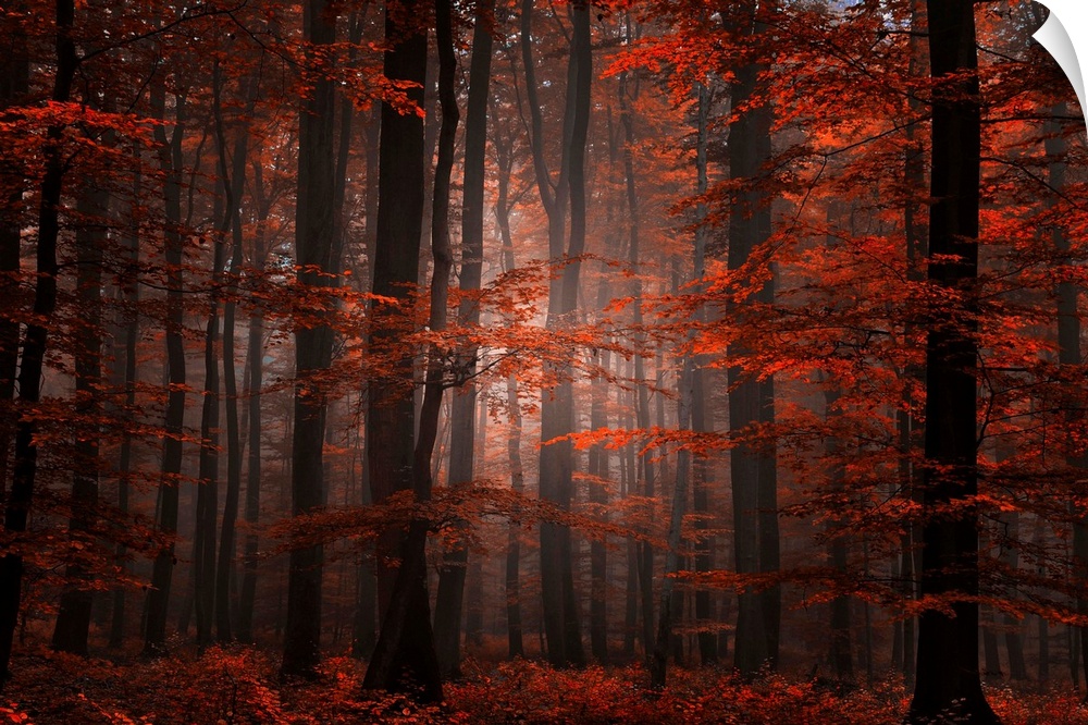 Ethereal landscape photograph of trees in a forest at autumn.