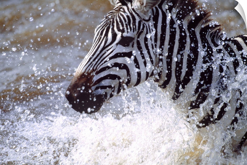 Photograph of a zebra running through a body of water as drops of water shoot upward.