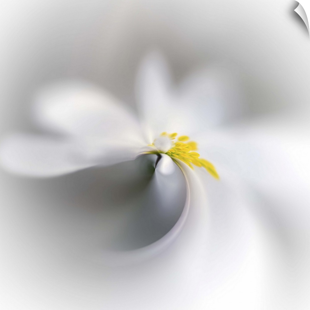 Swirled image of a white flower with a yellow center.